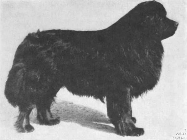 Фото: ньюфаундленд Janko von den Peck-Bergen