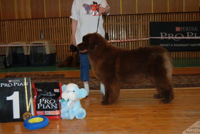 Фото: ньюфаундленд Vesnushka iz Carstva Medvedey (Веснушка из Царства Медведей)