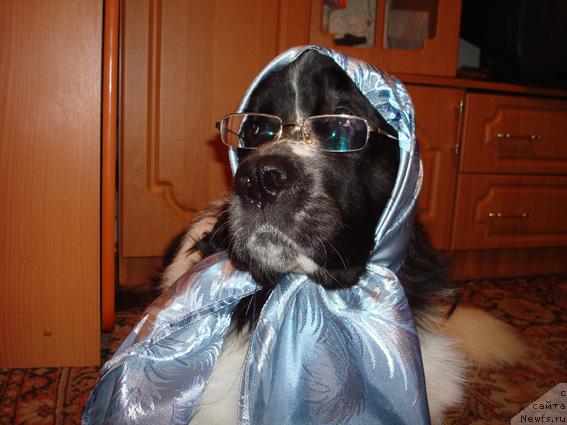 Фото: ньюфаундленд Mag Ispolin Infanta (Маг Исполин Инфанта)