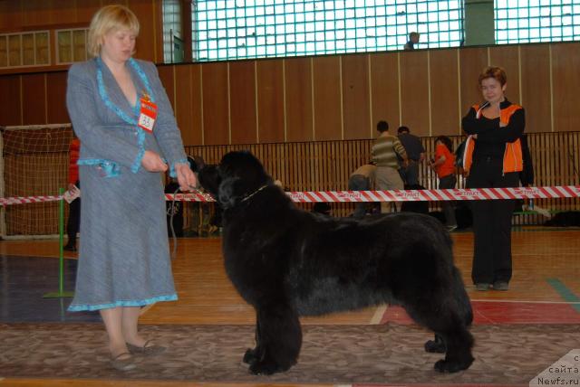 Фото: ньюфаундленд Aquatoriya Kelvin Geroinya Romana (Акватория Келвин Героиня Романа), Tat'yana Abutova (Татьяна Абутова)