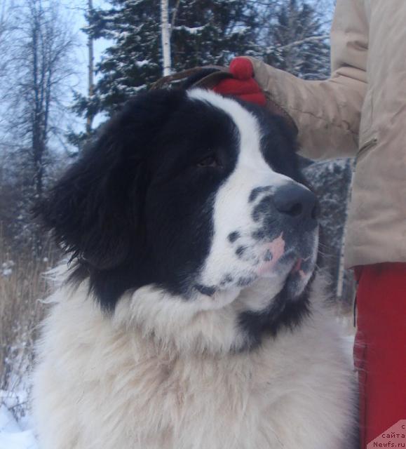 Фото: ньюфаундленд Hrizolit Serebryannyiy Blesk iz Unikal'noy Kollekcii (Хризолит Серебрянный Блеск из Уникальной Коллекции)