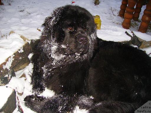Фото: ньюфаундленд Obush SHed YUkotan Zolotoy Ruchey (Обуш Шед Юкотан Золотой Ручей)