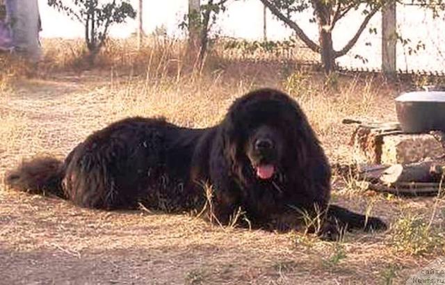 Фото: ньюфаундленд Magnat (Магнат)