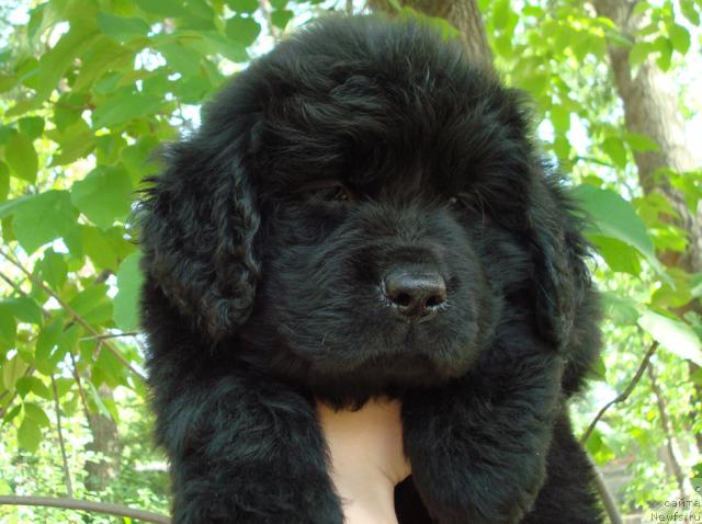 Фото: ньюфаундленд Mag Ispolin Lazurit (Маг Исполин Лазурит)