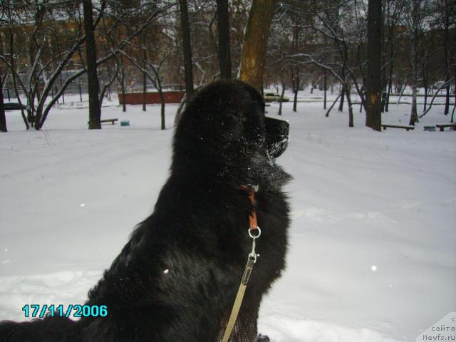 Фото: ньюфаундленд Obush SHed YUkotan Zolotoy Ruchey (Обуш Шед Юкотан Золотой Ручей)