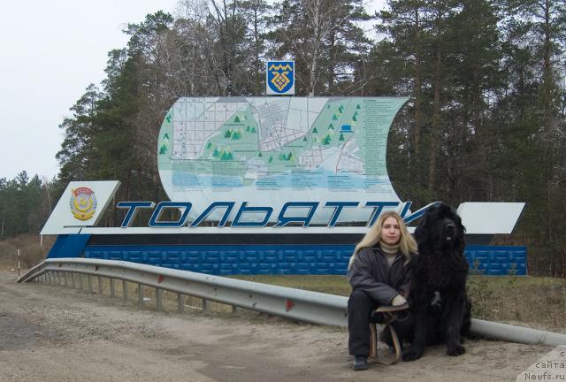 Фото: Aleksandra Kanunnikova (Александра Канунникова), ньюфаундленд Mag Ispolin Kopperfil'd (Маг Исполин Копперфильд)