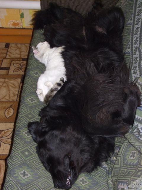 Фото: ньюфаундленд Lesnaya Skazka Lunnaya Sonata (Лесная Сказка Лунная Соната)