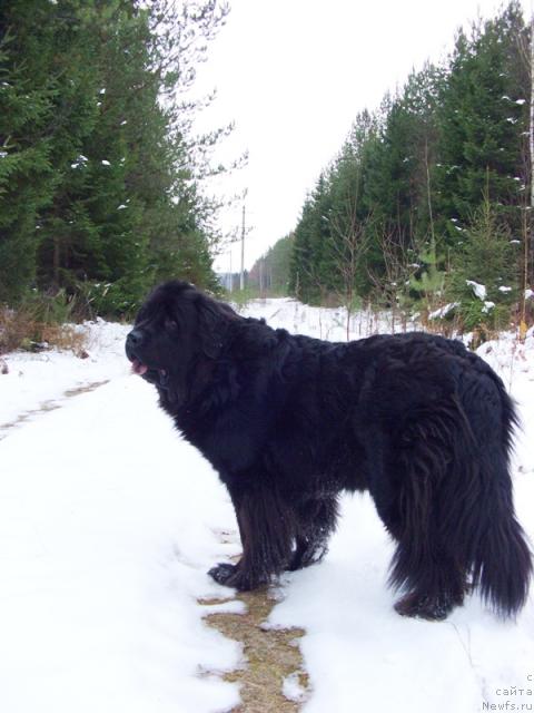 Фото: ньюфаундленд Lesnaya Skazka Lunnaya Sonata (Лесная Сказка Лунная Соната)