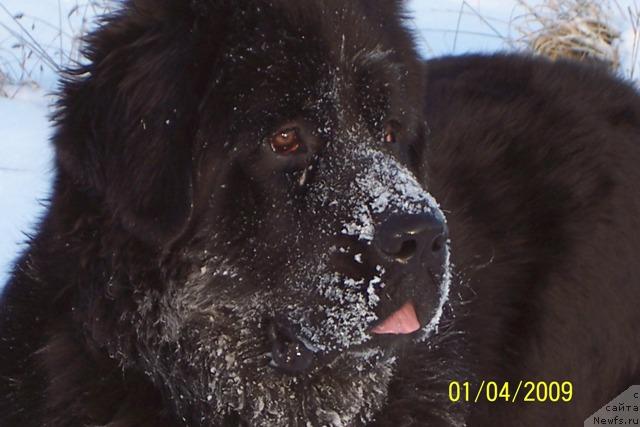 Фото: ньюфаундленд Dar Svezyi Apel'sinka-Mandarinka (Дар Свезы Апельсинка-Мандаринка), ньюфаундленд Dar Svezyi Apel'sinka-Mandarinka (Дар Свезы Апельсинка-Мандаринка)