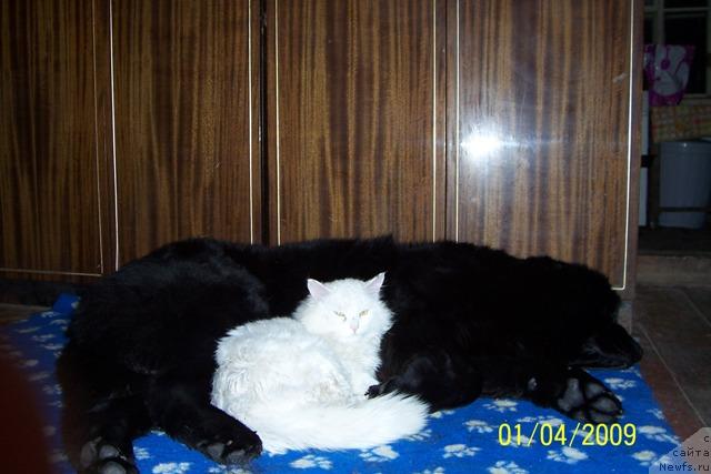 Фото: ньюфаундленд Dar Svezyi Apel'sinka-Mandarinka (Дар Свезы Апельсинка-Мандаринка)