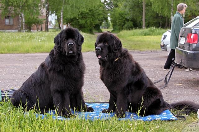 Фото: ньюфаундленд Dar Svezyi Apel'sinka-Mandarinka (Дар Свезы Апельсинка-Мандаринка), ньюфаундленд Gay New Space Prestizh (Гай Нью Спейс Престиж)