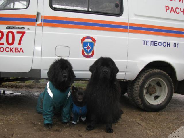 Фото: ньюфаундленд Sangriya (Сангрия), Фэста, ньюфаундленд CHansi iz Zolotogo Treugol'nika (Чанси из Золотого Треугольника)