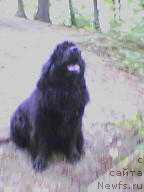 Фото: ньюфаундленд Santa of Neptunias (Санта оф Нептуниас)