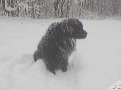 Фото: ньюфаундленд Umka Arni CHindju (Умка Арни Чинджу)