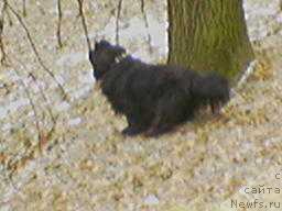 Фото: ньюфаундленд Santa of Neptunias (Санта оф Нептуниас)