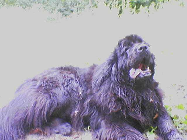 Фото: ньюфаундленд Santa of Neptunias (Санта оф Нептуниас)