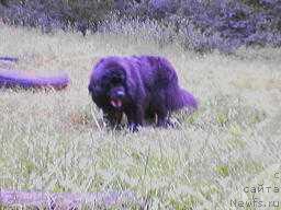 Фото: ньюфаундленд Santa of Neptunias (Санта оф Нептуниас)