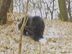 Фото: ньюфаундленд Santa of Neptunias (Санта оф Нептуниас)