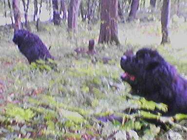 Фото: ньюфаундленд Santa of Neptunias (Санта оф Нептуниас), ньюфаундленд Umka Arni CHindju (Умка Арни Чинджу)