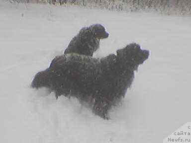 Фото: ньюфаундленд Santa of Neptunias (Санта оф Нептуниас), ньюфаундленд Umka Arni CHindju (Умка Арни Чинджу)