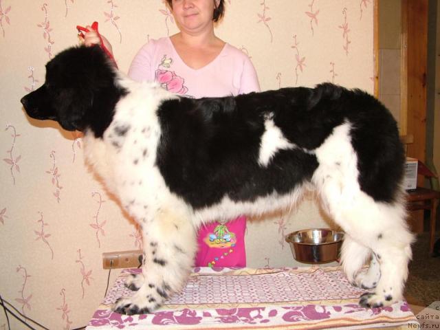 Фото: ньюфаундленд Piternyuf Prodigy (Питерньюф Продижи)