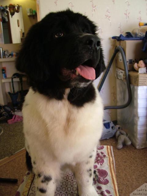 Фото: ньюфаундленд Piternyuf Prodigy (Питерньюф Продижи)