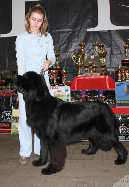 Фото: ньюфаундленд Francheska From The Newf's Hause (Франческа Фром зе Ньюфс Хаус)