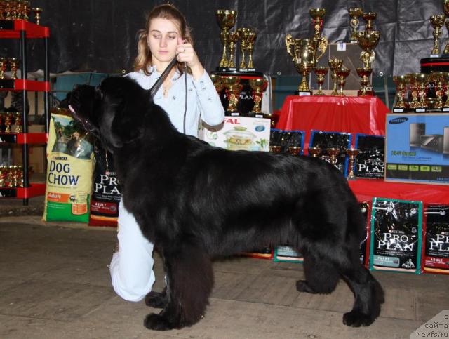Фото: ньюфаундленд Francheska From The Newf's Hause (Франческа Фром зе Ньюфс Хаус)