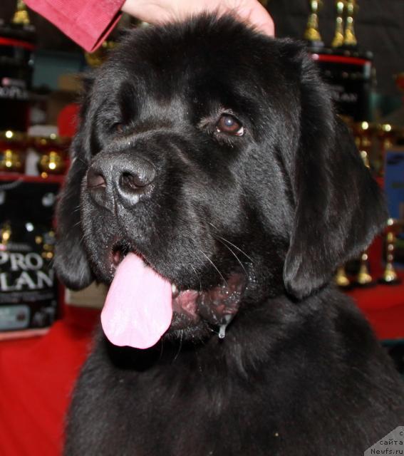 Фото: ньюфаундленд Super Premium Glukoza (Супер Премиум Глюкоза)