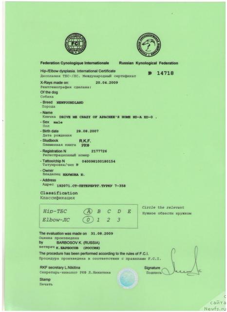 Фото: ньюфаундленд Drive Me Crazy of Apachee's Home