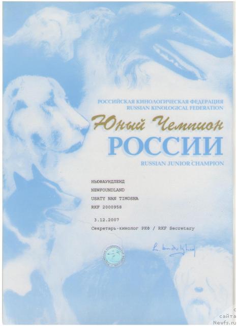 Фото: ньюфаундленд Usatyiy Nyan' Timosha (Усатый Нянь Тимоша)