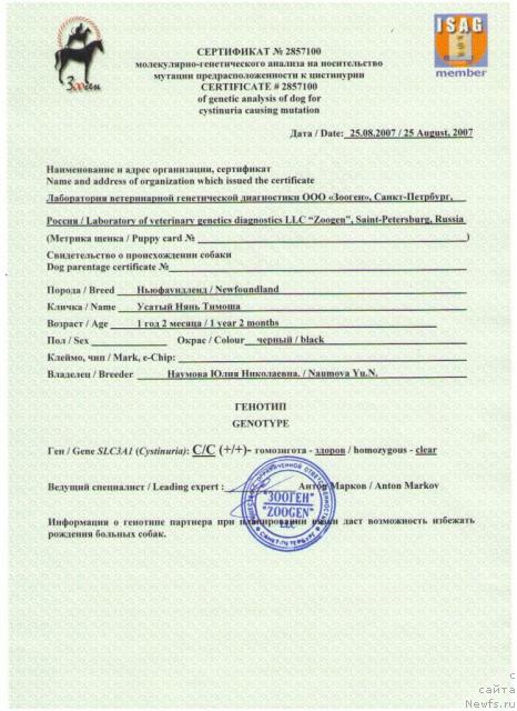 Фото: ньюфаундленд Usatyiy Nyan' Timosha (Усатый Нянь Тимоша)