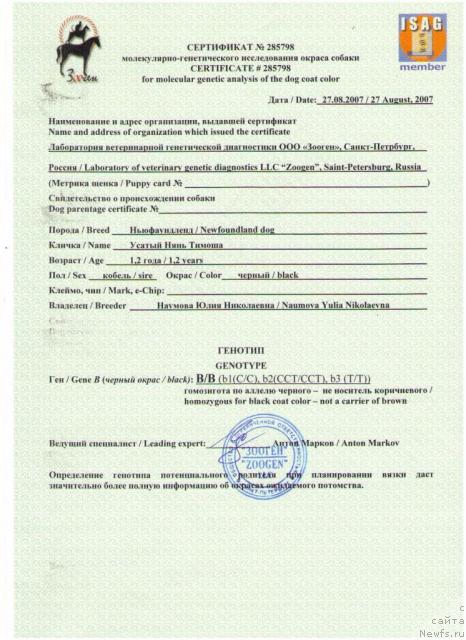 Фото: ньюфаундленд Usatyiy Nyan' Timosha (Усатый Нянь Тимоша)