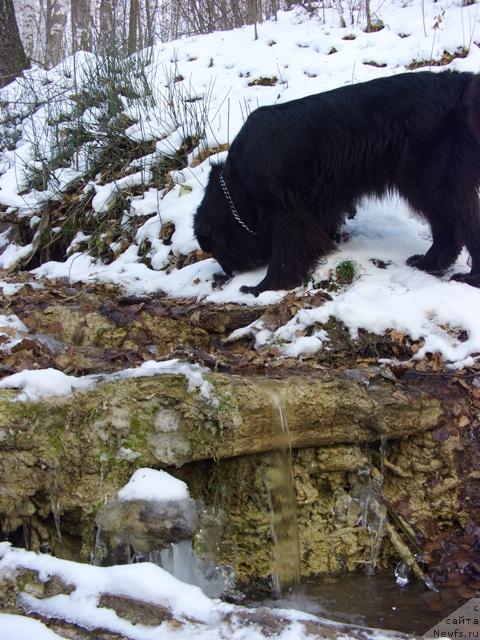 Фото: ньюфаундленд Akin Soul Sofiya (Акин Соул София)