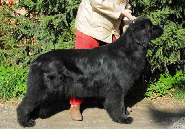 Фото: ньюфаундленд Sent Djons Infiniti (Сент Джонс Инфинити)