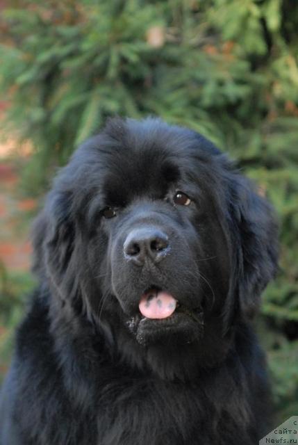 Фото: ньюфаундленд Sent Djons Infiniti (Сент Джонс Инфинити)