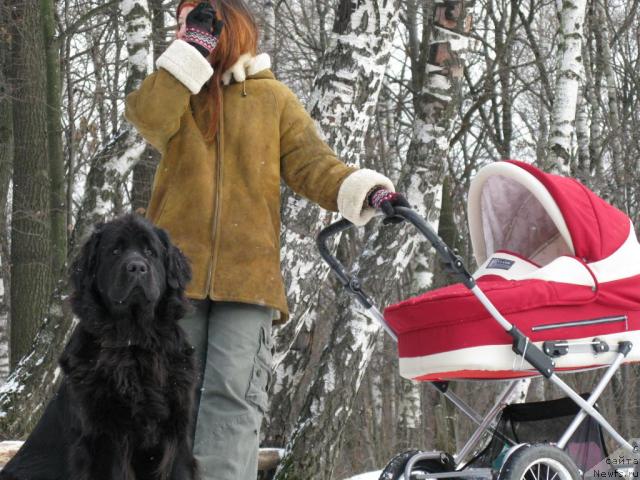 Фото: ньюфаундленд Azazel' Nejnyiy Cvetok (Азазель Нежный Цветок)