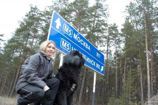 Фото: ньюфаундленд Mag Ispolin Kopperfil'd (Маг Исполин Копперфильд), Aleksandra Kanunnikova (Александра Канунникова)