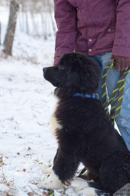 Фото: ньюфаундленд Mag Ispolin Lavina (Маг Исполин Лавина)