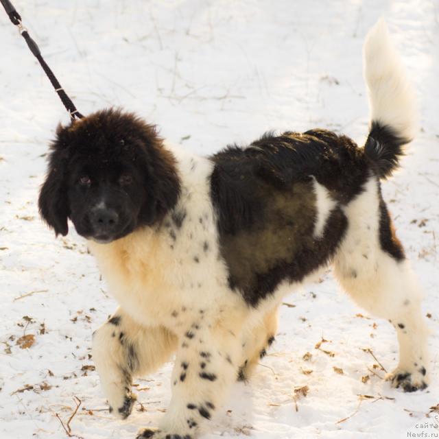 Фото: ньюфаундленд Piternyuf Prodigy (Питерньюф Продижи)