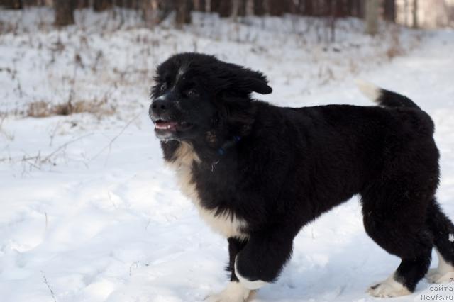 Фотография № 34411