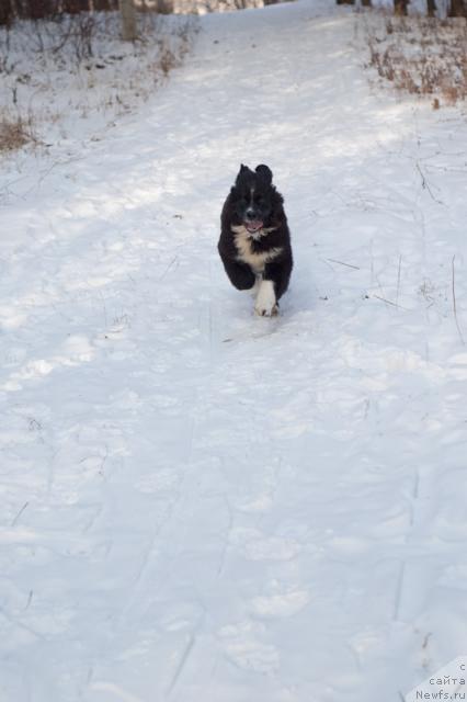 Фото: ньюфаундленд Mag Ispolin Lavina (Маг Исполин Лавина)