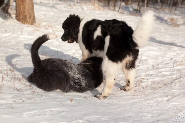 Фото: ньюфаундленд Piternyuf Prodigy (Питерньюф Продижи), ньюфаундленд Mag Ispolin Lavina (Маг Исполин Лавина)