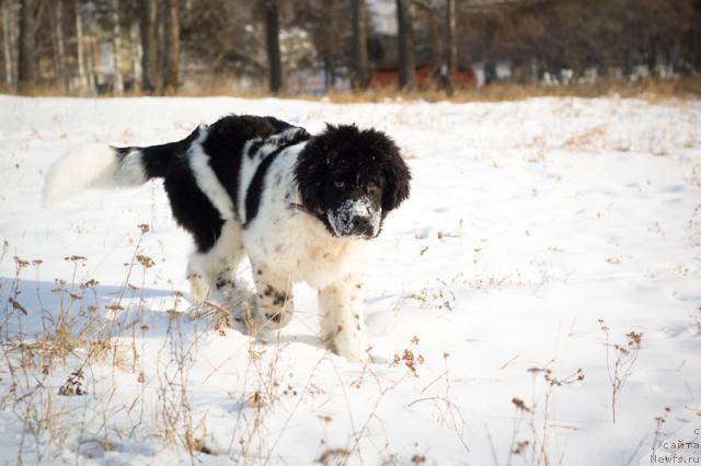 Фото: ньюфаундленд Piternyuf Prodigy (Питерньюф Продижи)