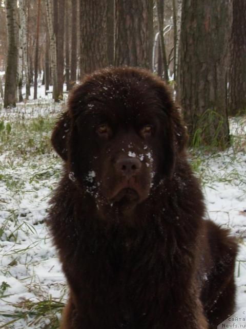 Фото: ньюфаундленд Komandor iz Medvej'ego YAra (Командор из Медвежьего Яра)