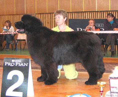 Фото: ньюфаундленд Admiration For All iz Medvejyego Yara (Адмирейшен Фор Ол из Медвежьего Яра)