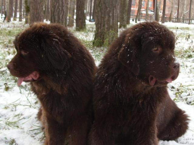 Фото: ньюфаундленд Koketka ot CHannel iz Medvej'ego YAra (Кокетка от Чаннел из Медвежьего Яра), ньюфаундленд Komandor iz Medvej'ego YAra (Командор из Медвежьего Яра)