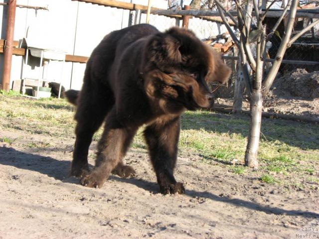 Фото: ньюфаундленд Aristokrat ot Rafayellyi (Аристократ от Рафаэллы)