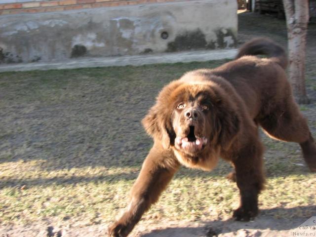 Фото: ньюфаундленд Aristokrat ot Rafayellyi (Аристократ от Рафаэллы)