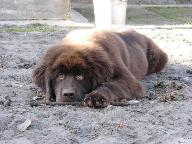 Фото: ньюфаундленд Aristokrat ot Rafayellyi (Аристократ от Рафаэллы)